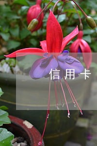 信用卡 没逾期 信用卡 没逾期